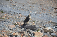 Daptrius albogularis