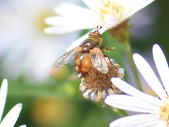 Eudoromyia