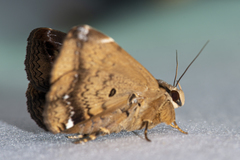 Ommatophora luminosa
