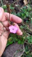 Dianthus kusnezowii