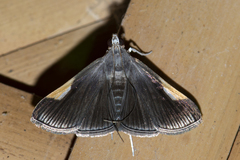 Peribona venosa