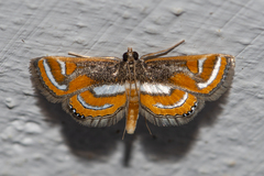 Agassiziella