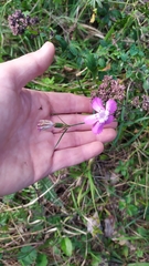 Dianthus kusnezowii