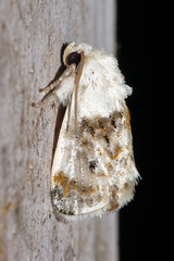 Niphopyralis