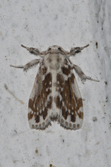 Pseudoadites frigida