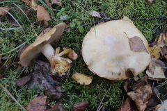 Cortinarius talus