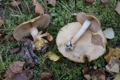 Cortinarius talus