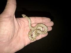 Hypsiglena chlorophaea