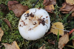 Lactarius aquizonatus