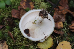 Lactarius aquizonatus