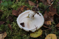 Lactarius aquizonatus