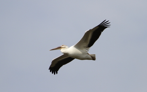 American White Pelican photographed in North Dakota