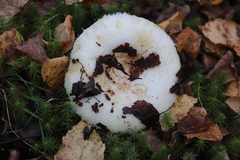 Lactarius aquizonatus