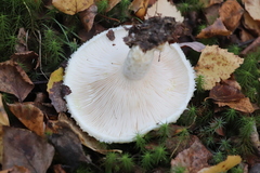 Lactarius aquizonatus