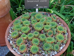 Sempervivum vicentei