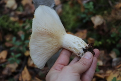 Lactarius aquizonatus