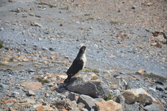 Daptrius albogularis