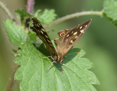 Pararge aegeria