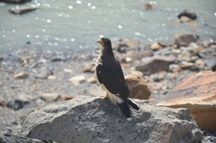 Daptrius albogularis