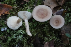 Lactarius vietus