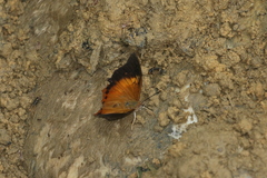 Charaxes