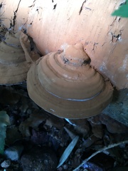 Ganoderma applanatum image