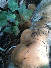 Ganoderma applanatum image