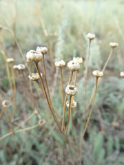 Tanacetum achilleifolium