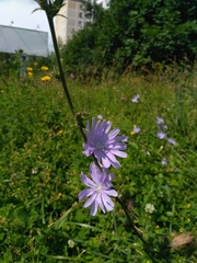Cichorium intybus