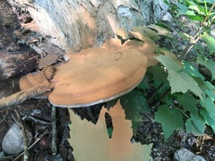 Ganoderma applanatum image