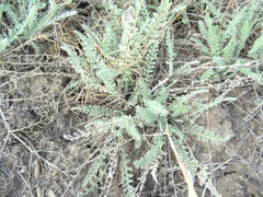 Tanacetum achilleifolium