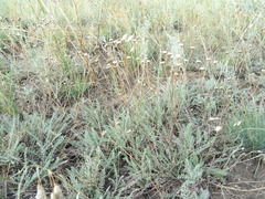 Tanacetum achilleifolium