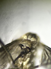 Aedes epactius