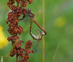 Sympetrum striolatum