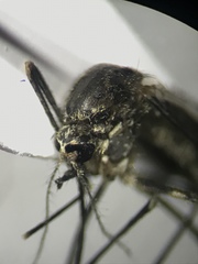 Aedes epactius