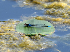 Erythromma viridulum