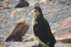 Daptrius albogularis