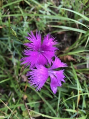 Dianthus longicalyx