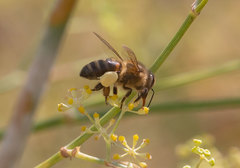 Apis mellifera