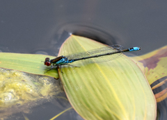 Erythromma viridulum