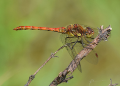Sympetrum striolatum