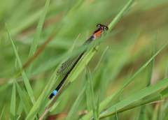 Ischnura elegans