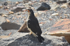 Daptrius albogularis