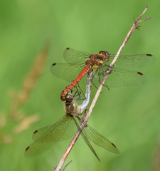 Sympetrum striolatum