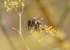 Apis mellifera
