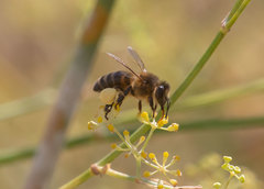 Apis mellifera