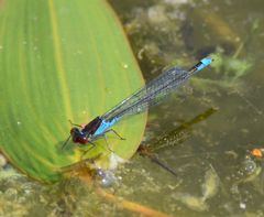 Erythromma viridulum