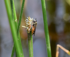 Pyrophaena granditarsis