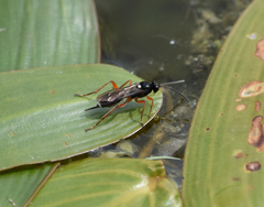 Ichneumonidae