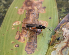 Ichneumonidae